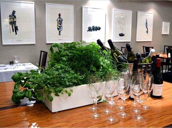 7 Restaurant Herbs.jpg